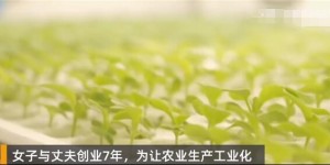 网红女子建植物工厂让菠菜全年产出！网友：食用真的没事吗？
